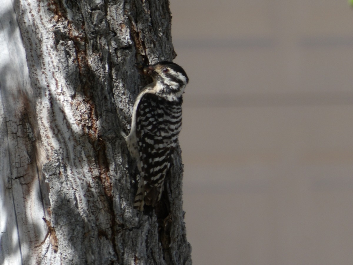 Ladder-backed Woodpecker - Josh Emms