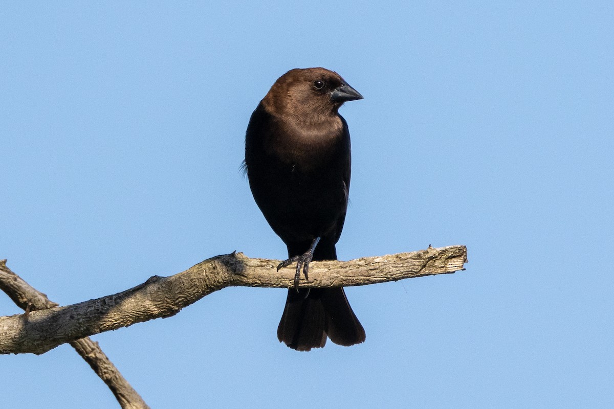 Brown-headed Cowbird - KIRK BELLER