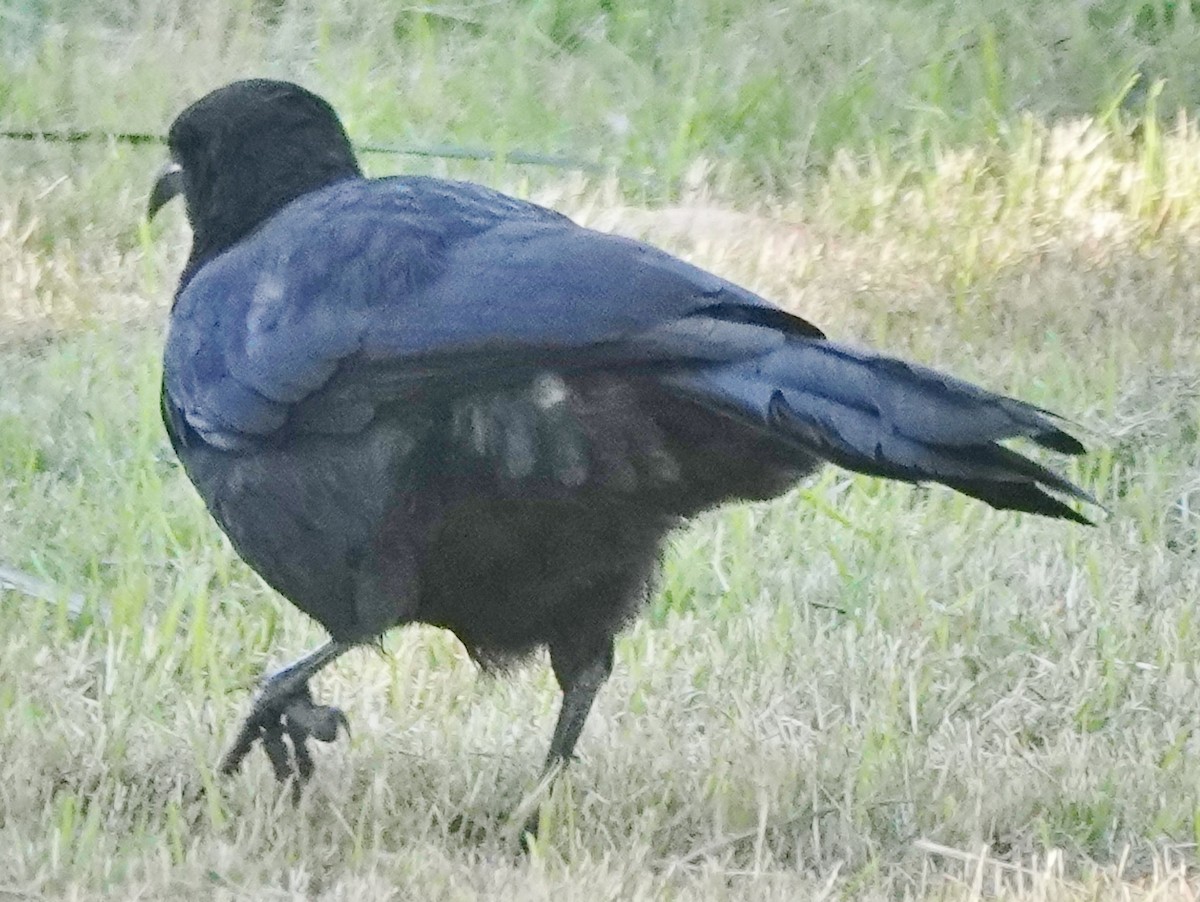 White-winged Chough - Alan Coates