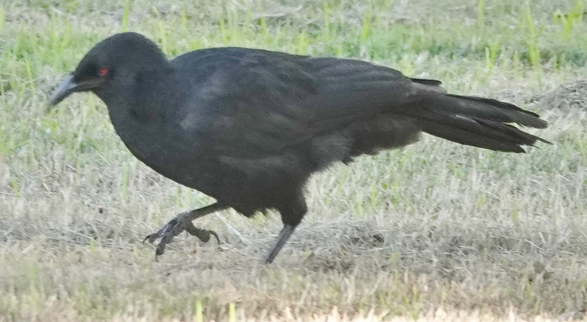 White-winged Chough - Alan Coates