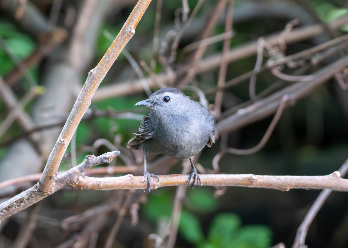 Gray Catbird - Chantal St-Jean