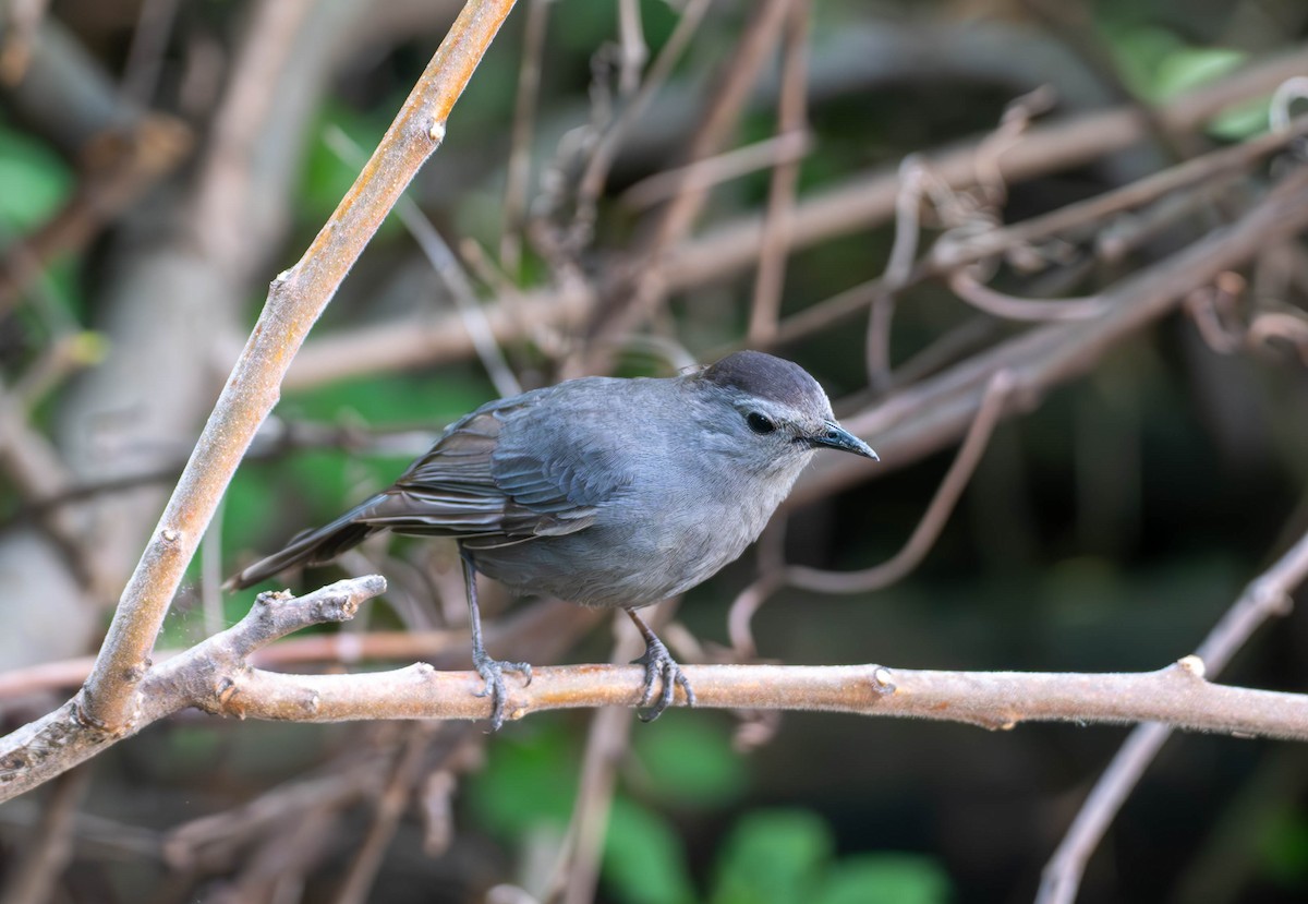 Gray Catbird - Chantal St-Jean