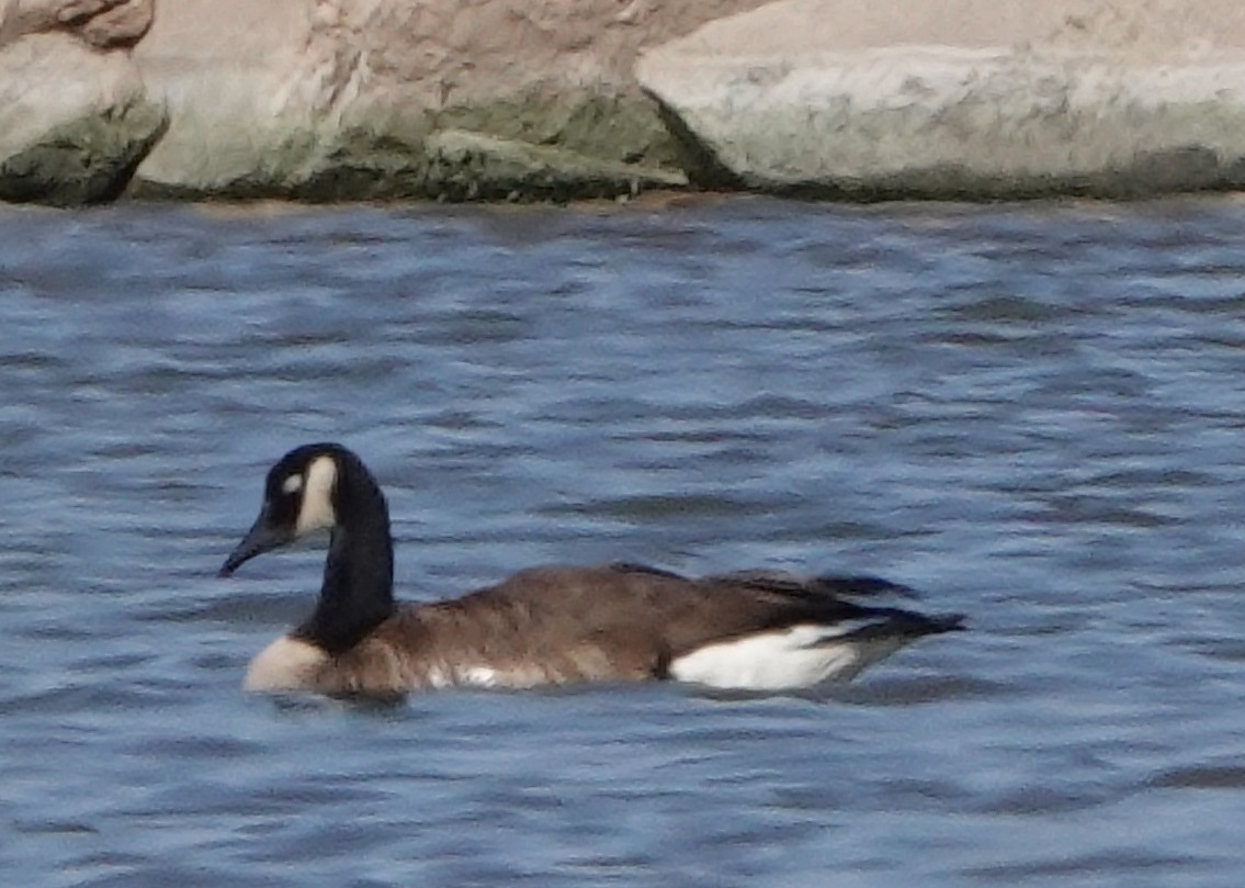 Canada Goose - Diane Drobka