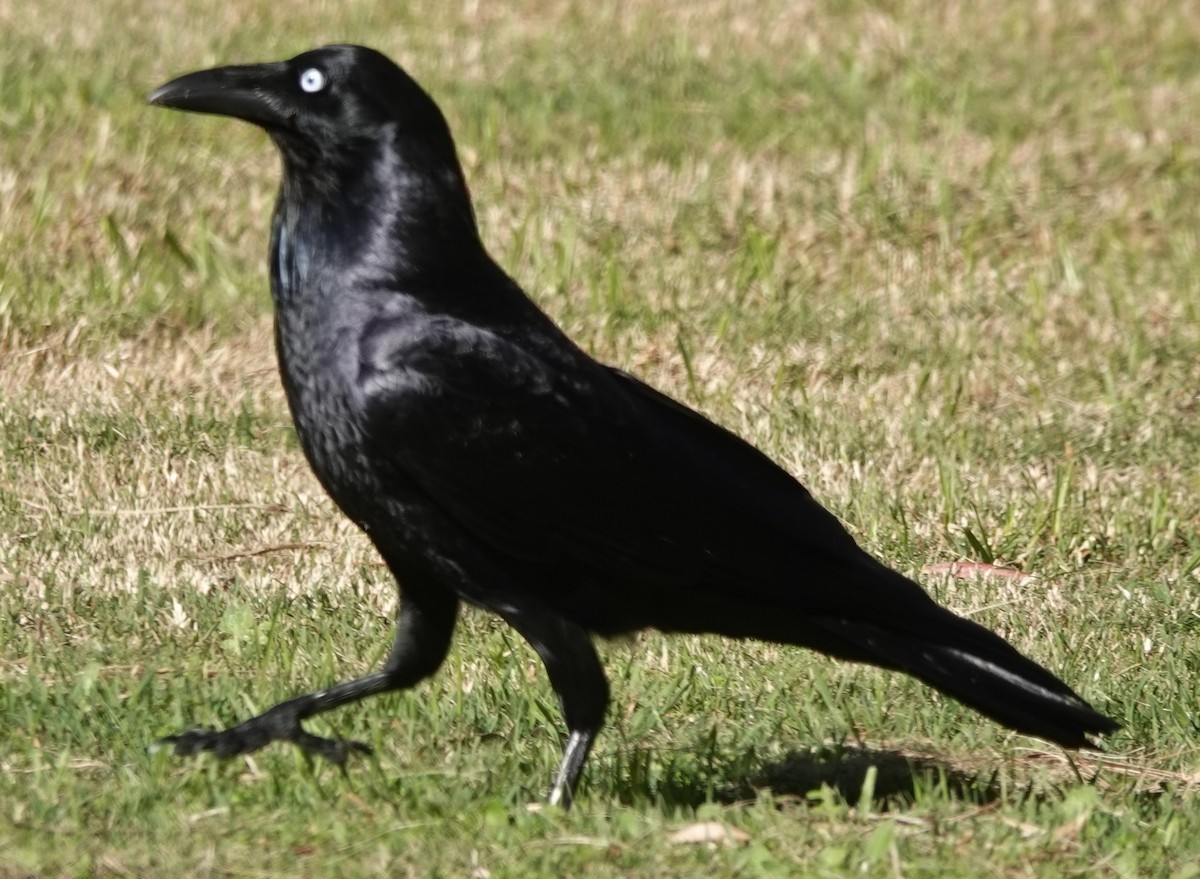 Australian Raven - Alan Coates