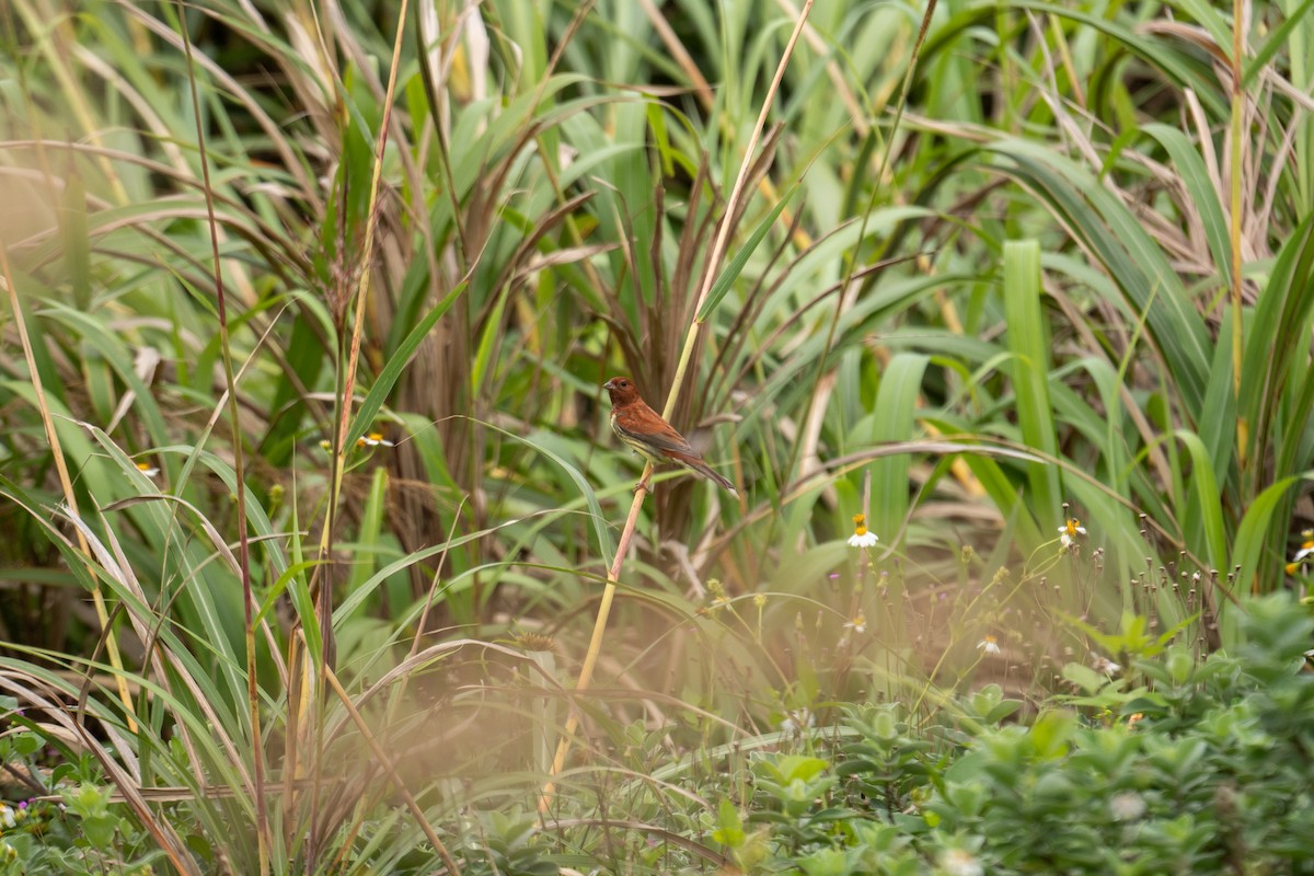 Chestnut Bunting - Shih-Hao Wang