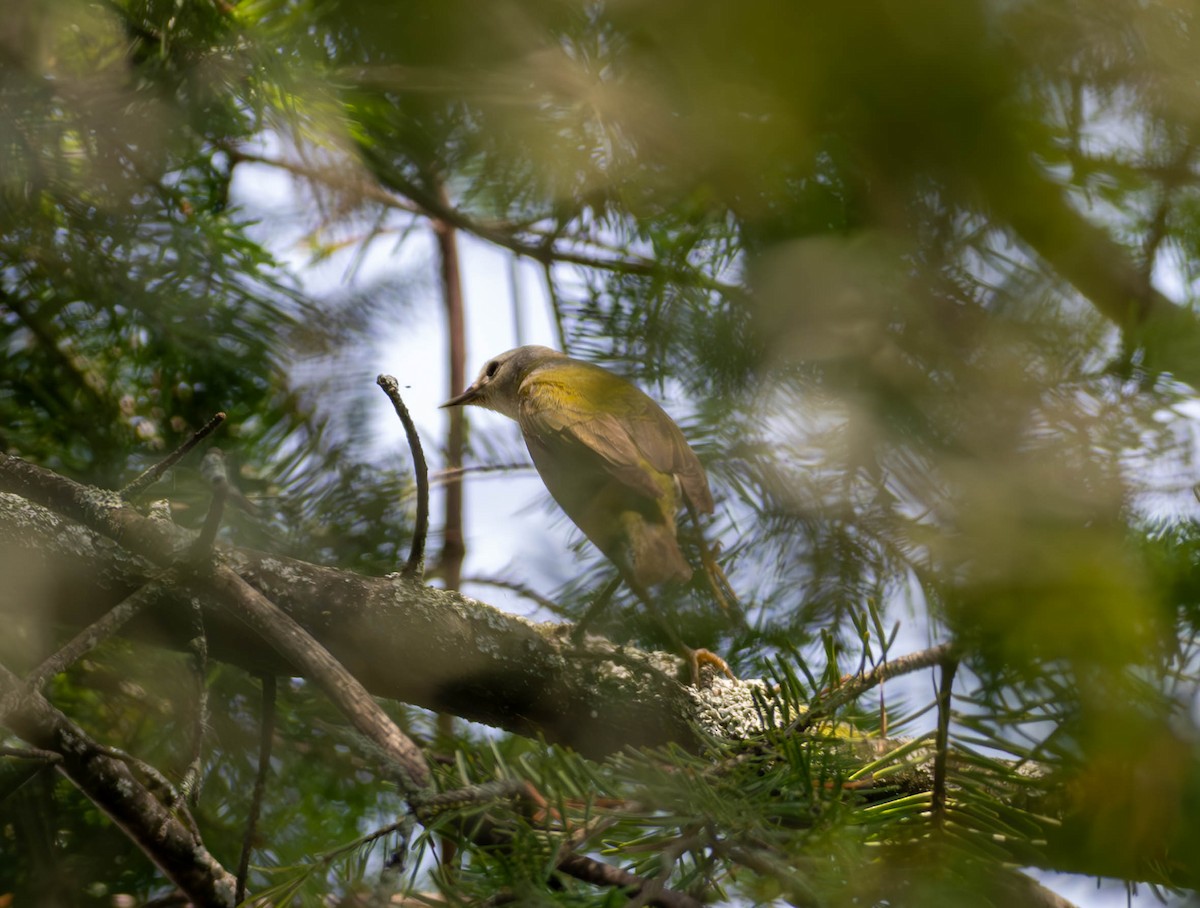 Tennessee Warbler - Chantal St-Jean