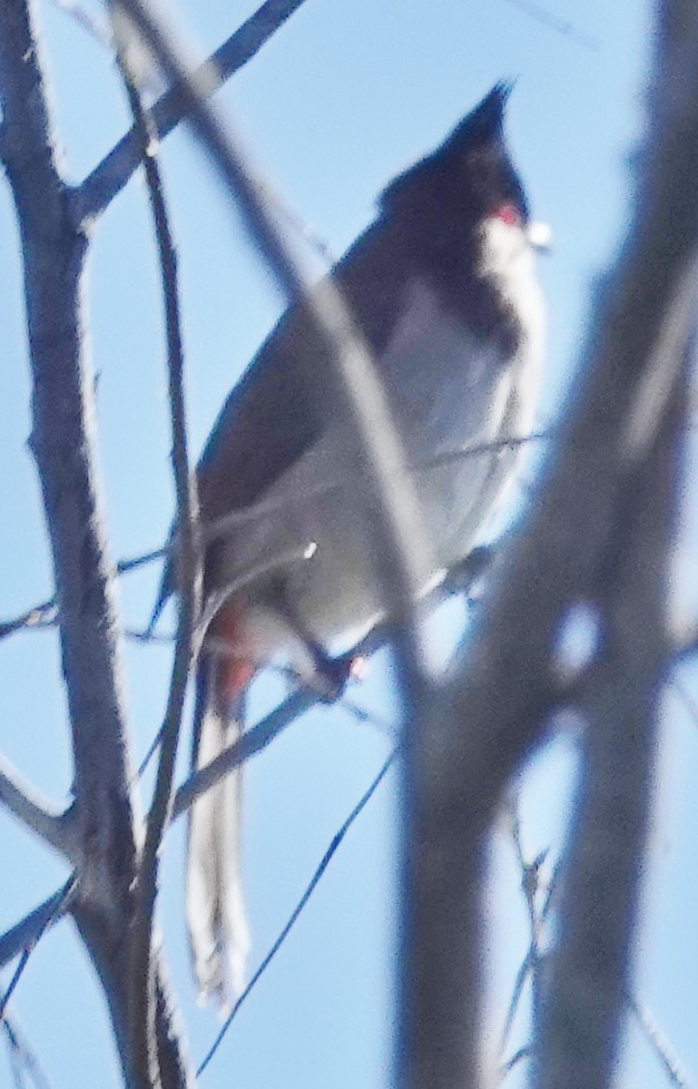 Red-whiskered Bulbul - Alan Coates