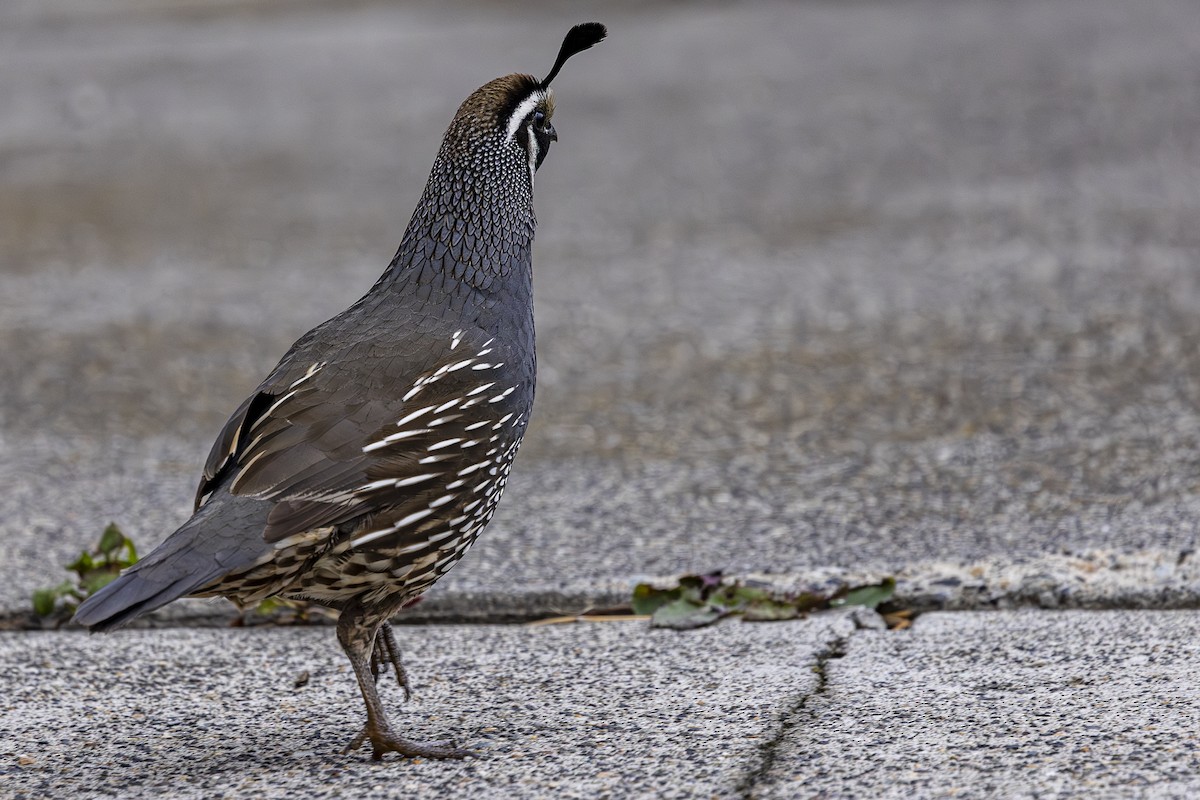 California Quail - Jef Blake