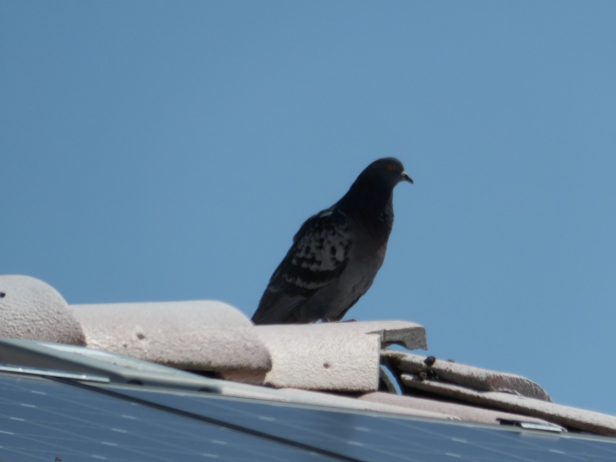 Rock Pigeon (Feral Pigeon) - Josh Emms