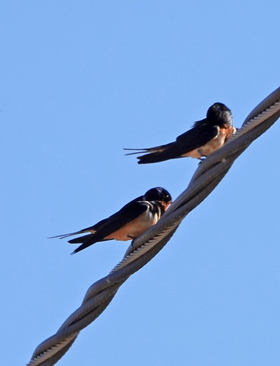 Barn Swallow - ML619472963