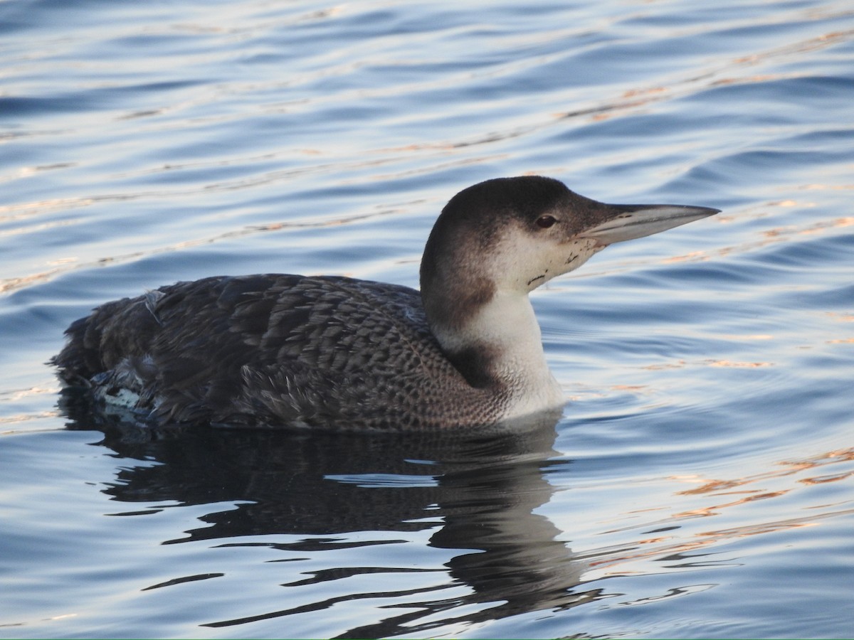 Common Loon - Brooke Zhou