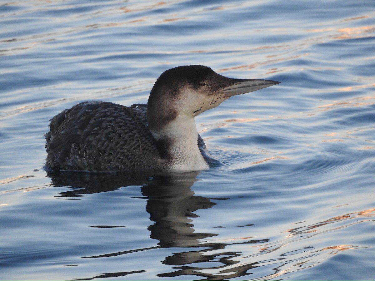 Common Loon - Brooke Zhou