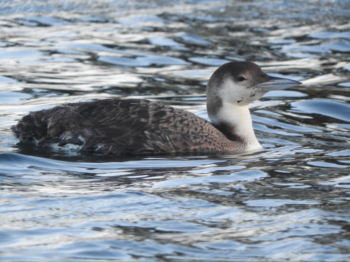 Common Loon - Brooke Zhou