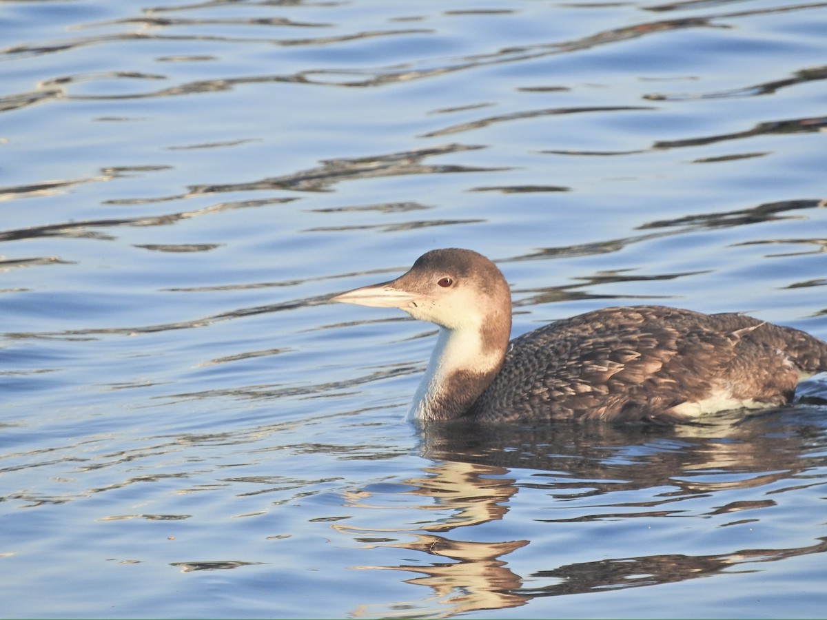 Common Loon - Brooke Zhou