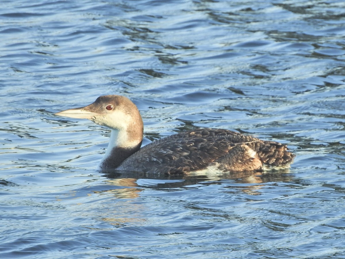 Common Loon - Brooke Zhou