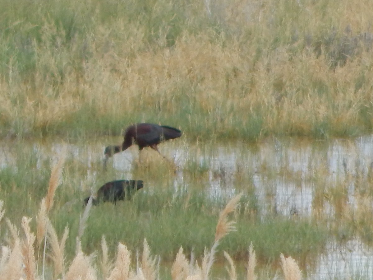 White-faced Ibis - ML619472982