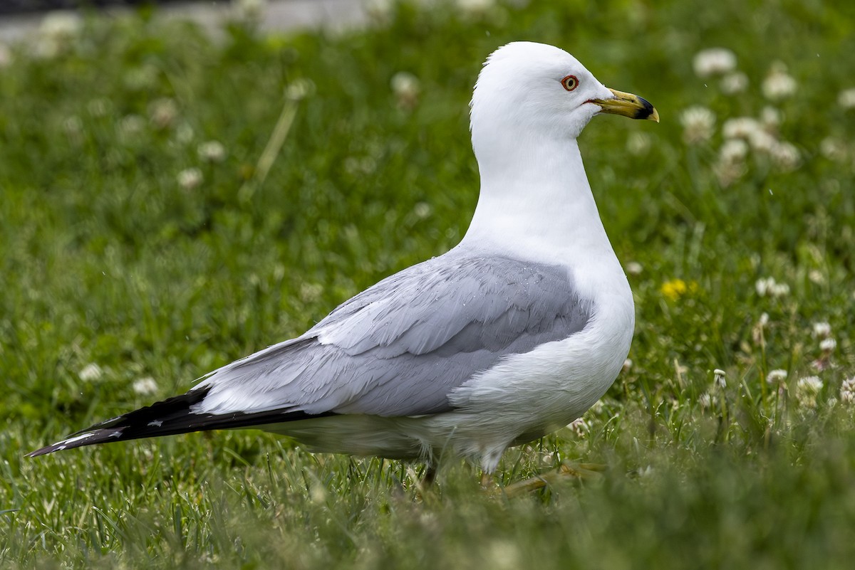 Ring-billed Gull - Jef Blake