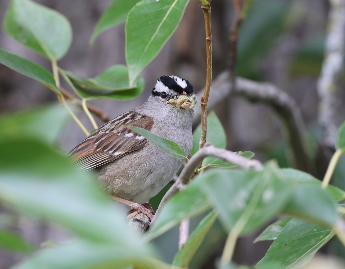 White-crowned Sparrow - Dawn Lloyd