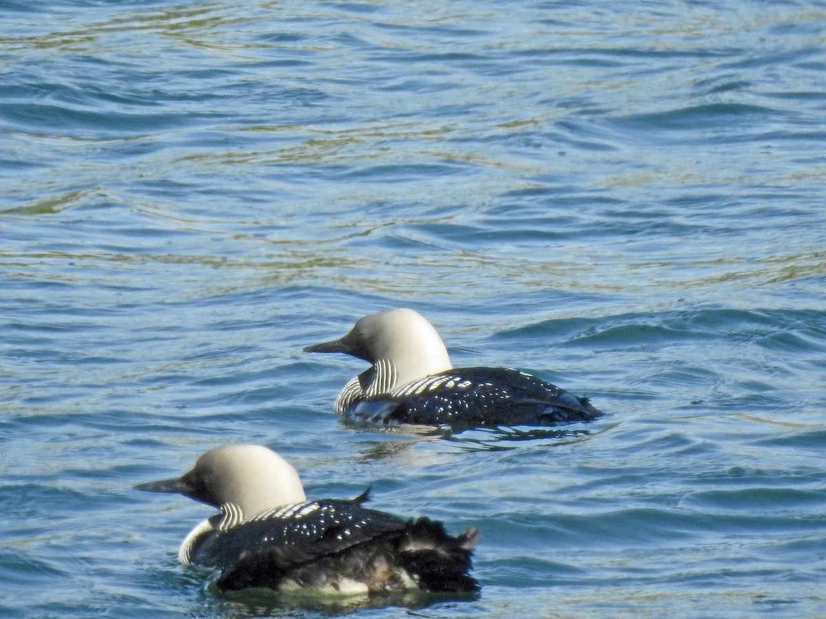 Pacific Loon - Layton Pace