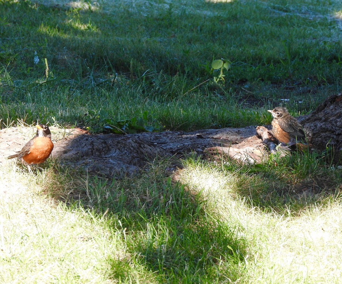 American Robin - ML61947301