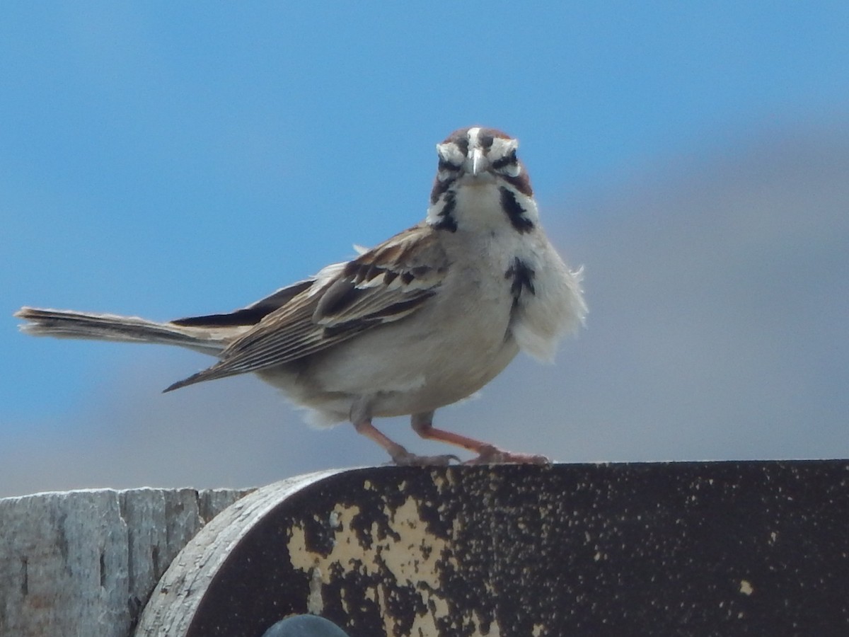 Lark Sparrow - Lawson Bishop