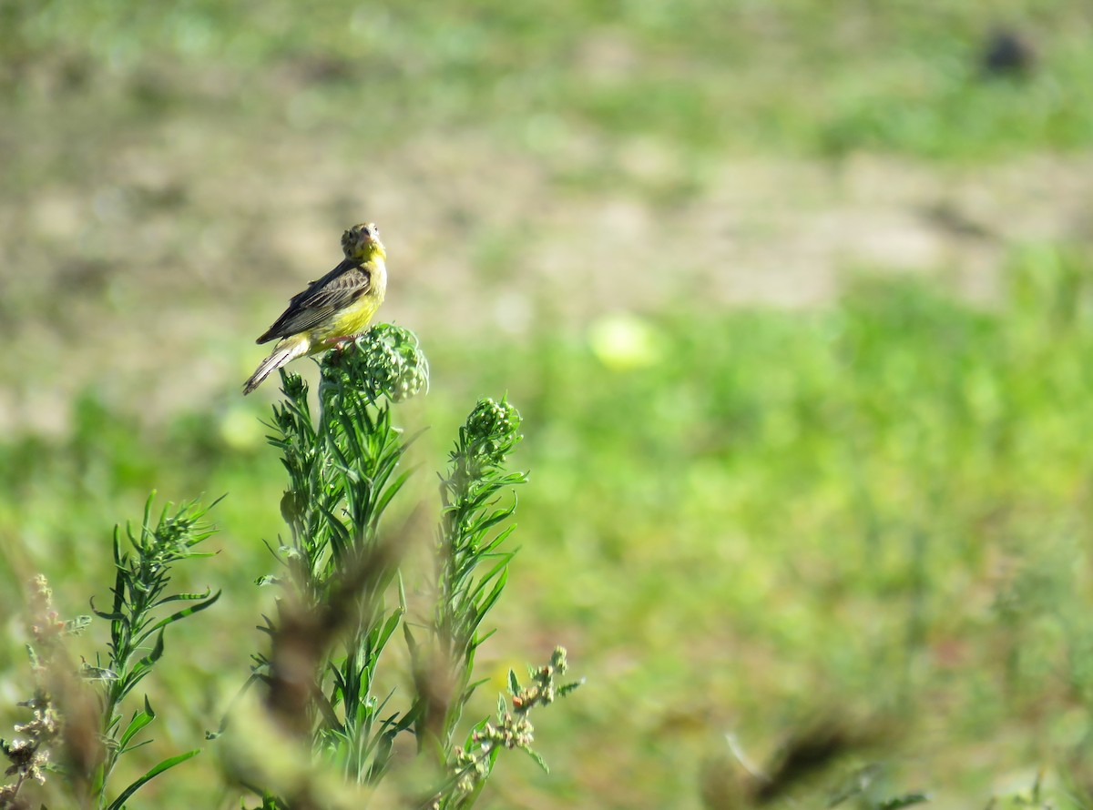 Grassland Yellow-Finch - Marisel Morales
