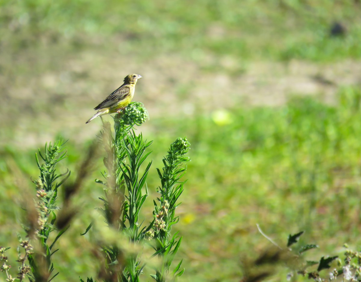 Grassland Yellow-Finch - Marisel Morales