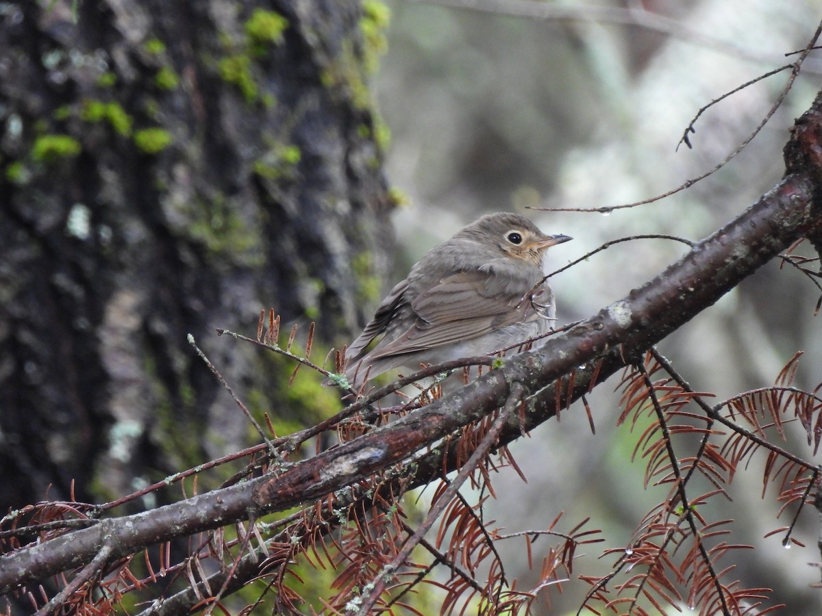 Swainson's Thrush - Pegg & Mark Campbell