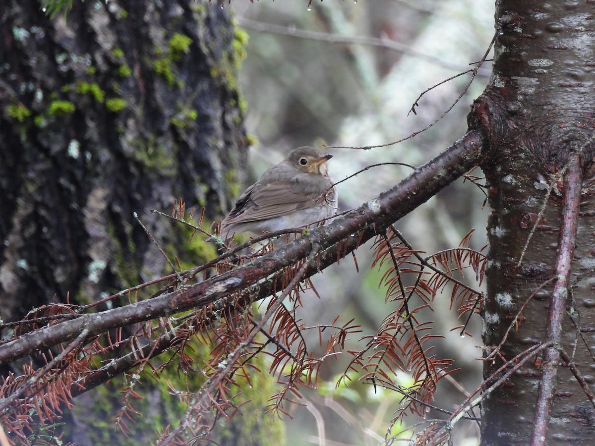 Swainson's Thrush - Pegg & Mark Campbell