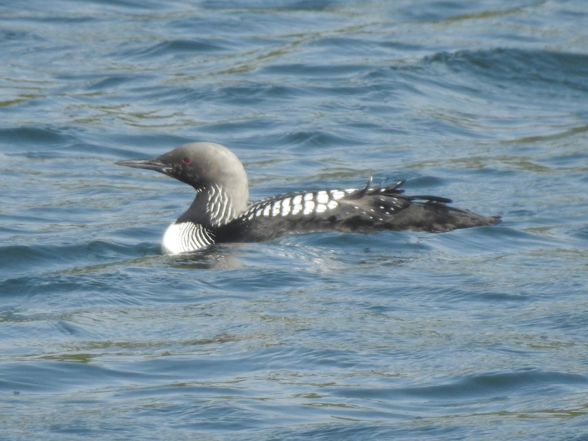 Pacific Loon - Layton Pace