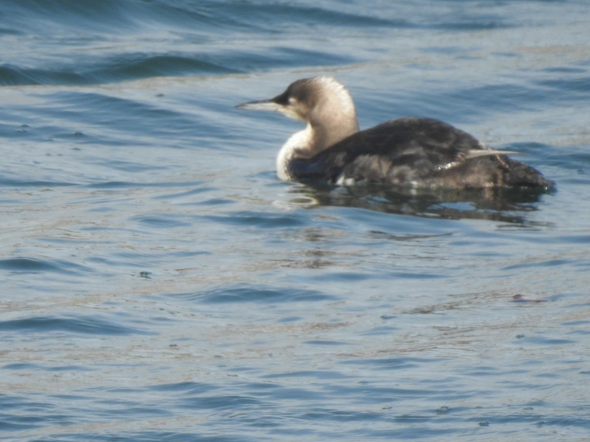 Pacific Loon - Layton Pace