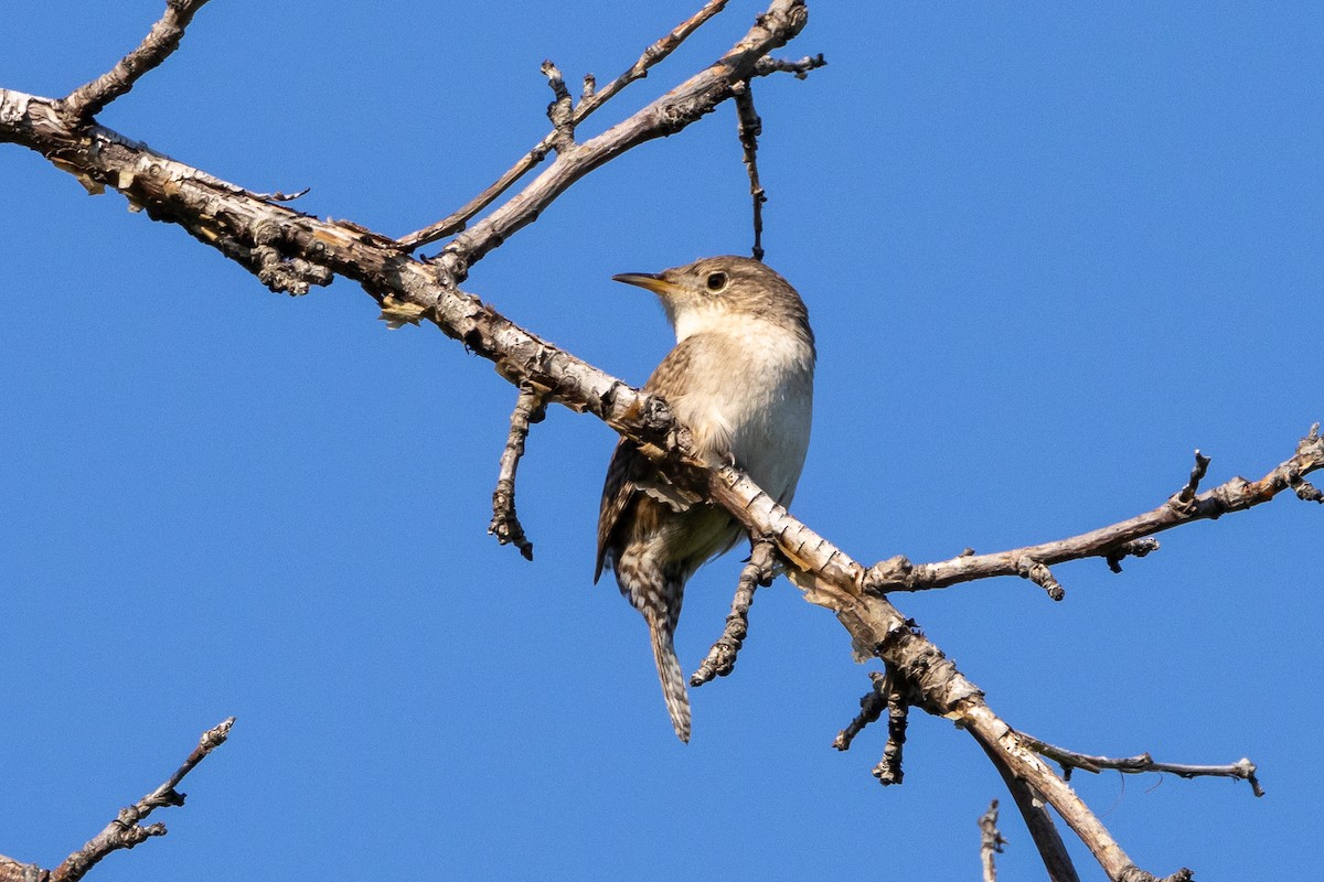 House Wren - KIRK BELLER