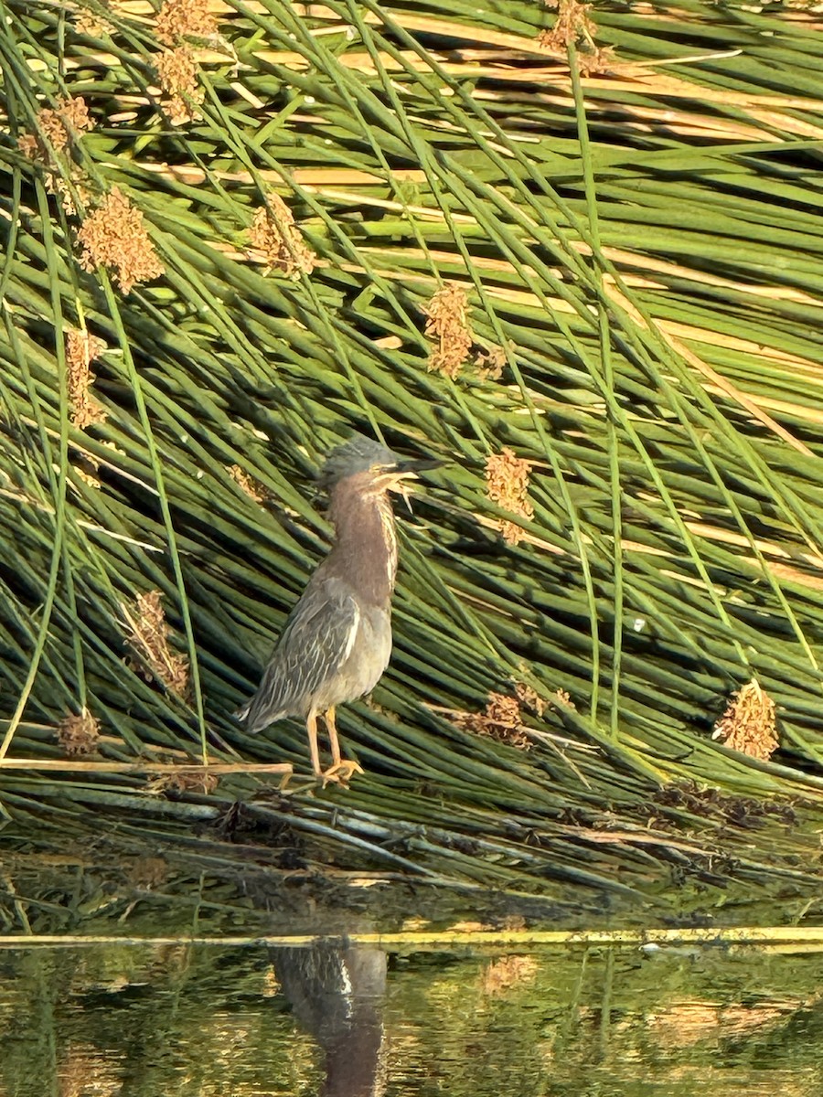 Green Heron - Iris Yost