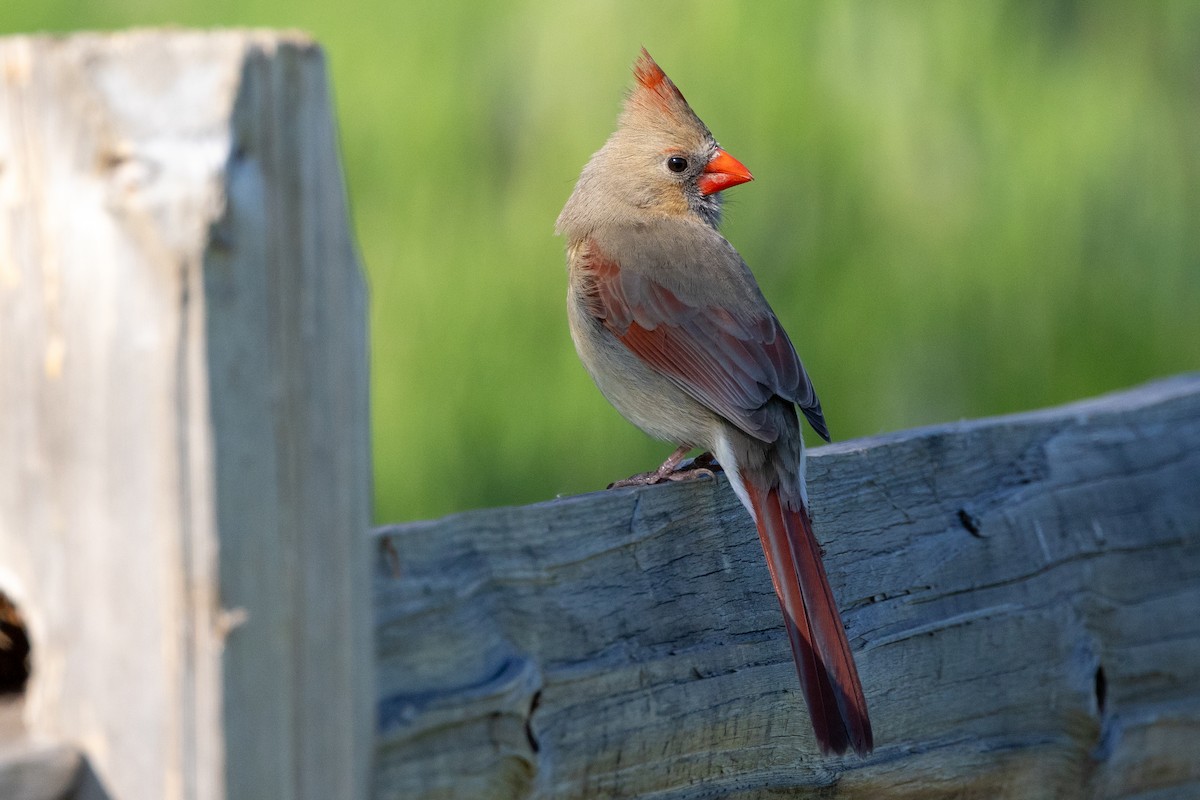 Northern Cardinal - KIRK BELLER