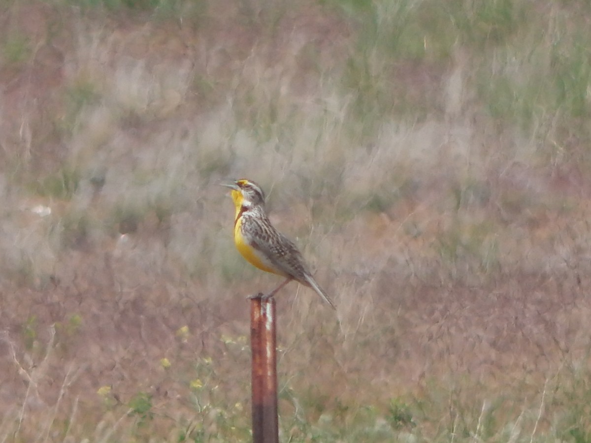 Western Meadowlark - Lawson Bishop