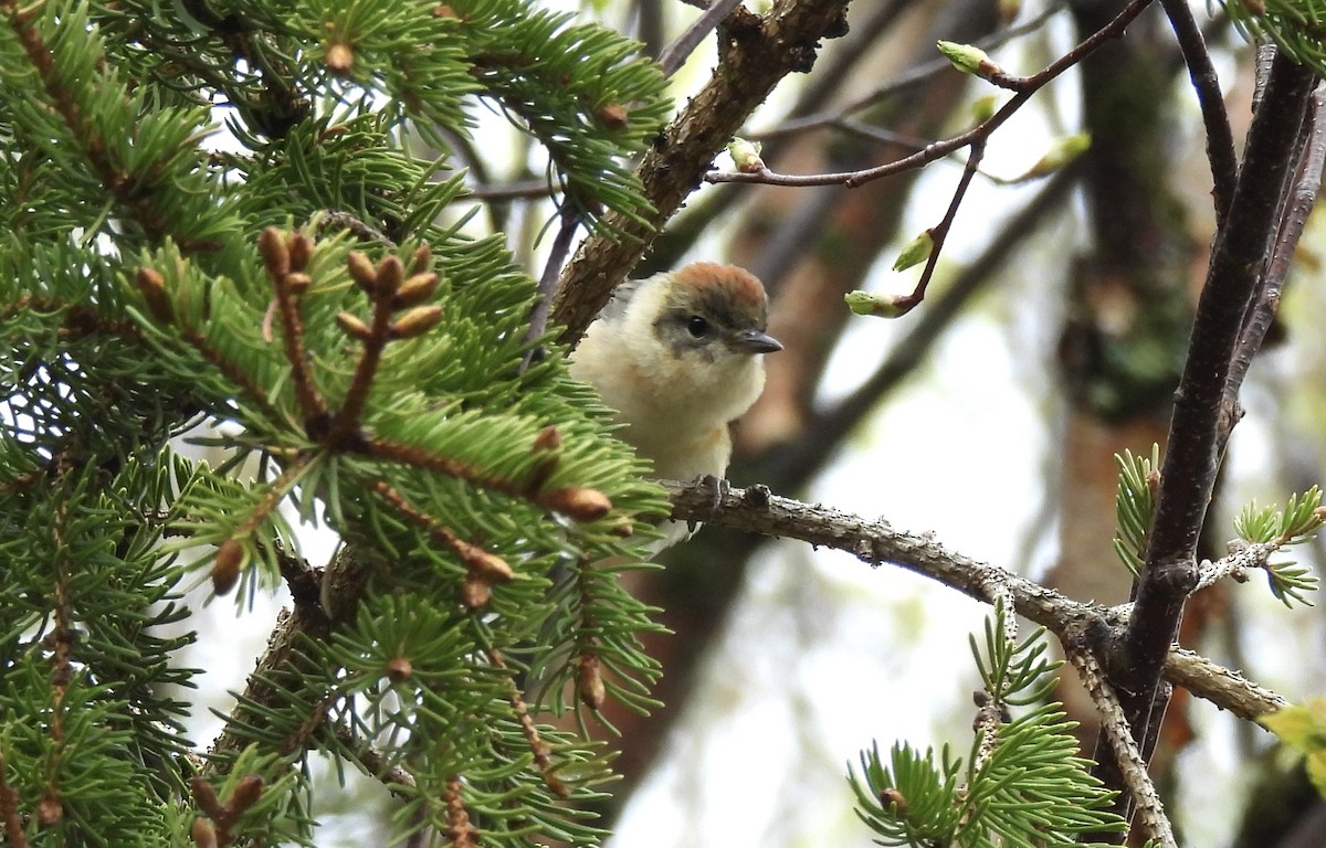 Bay-breasted Warbler - Pegg & Mark Campbell