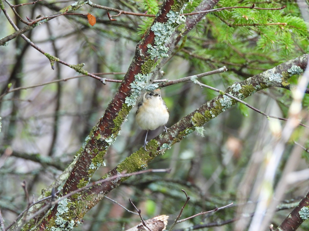 Bay-breasted Warbler - Pegg & Mark Campbell