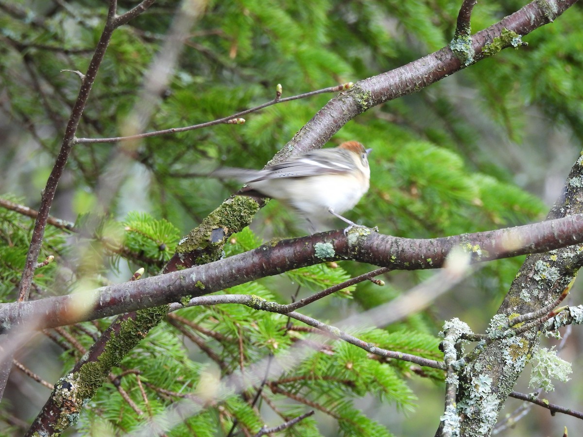 Bay-breasted Warbler - Pegg & Mark Campbell