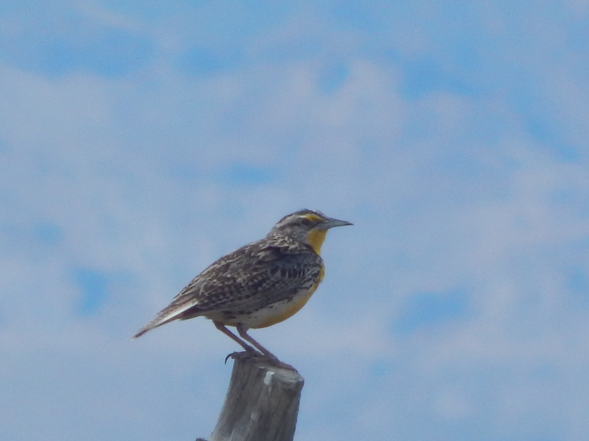 Western Meadowlark - Lawson Bishop