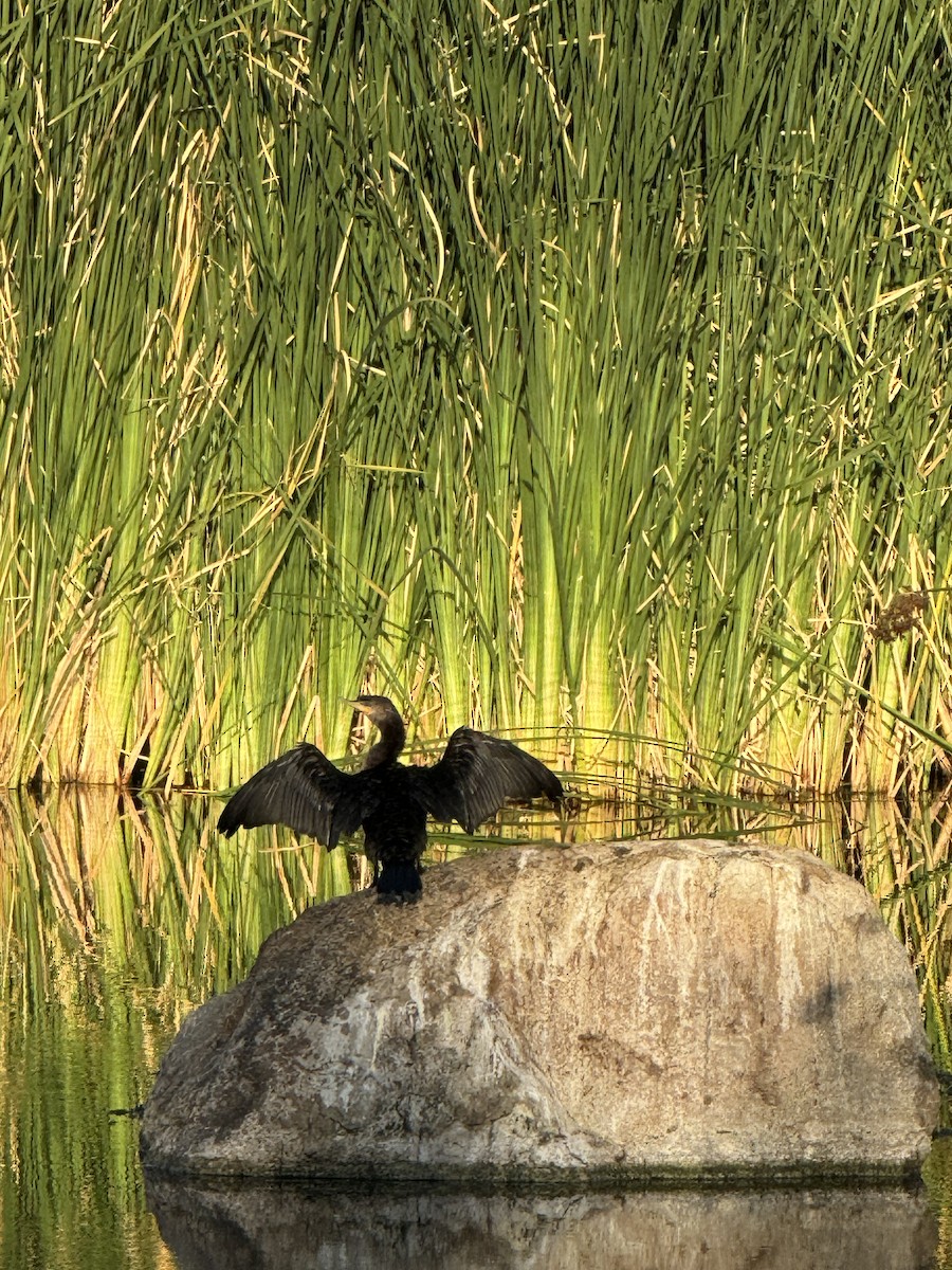 Neotropic Cormorant - Iris Yost