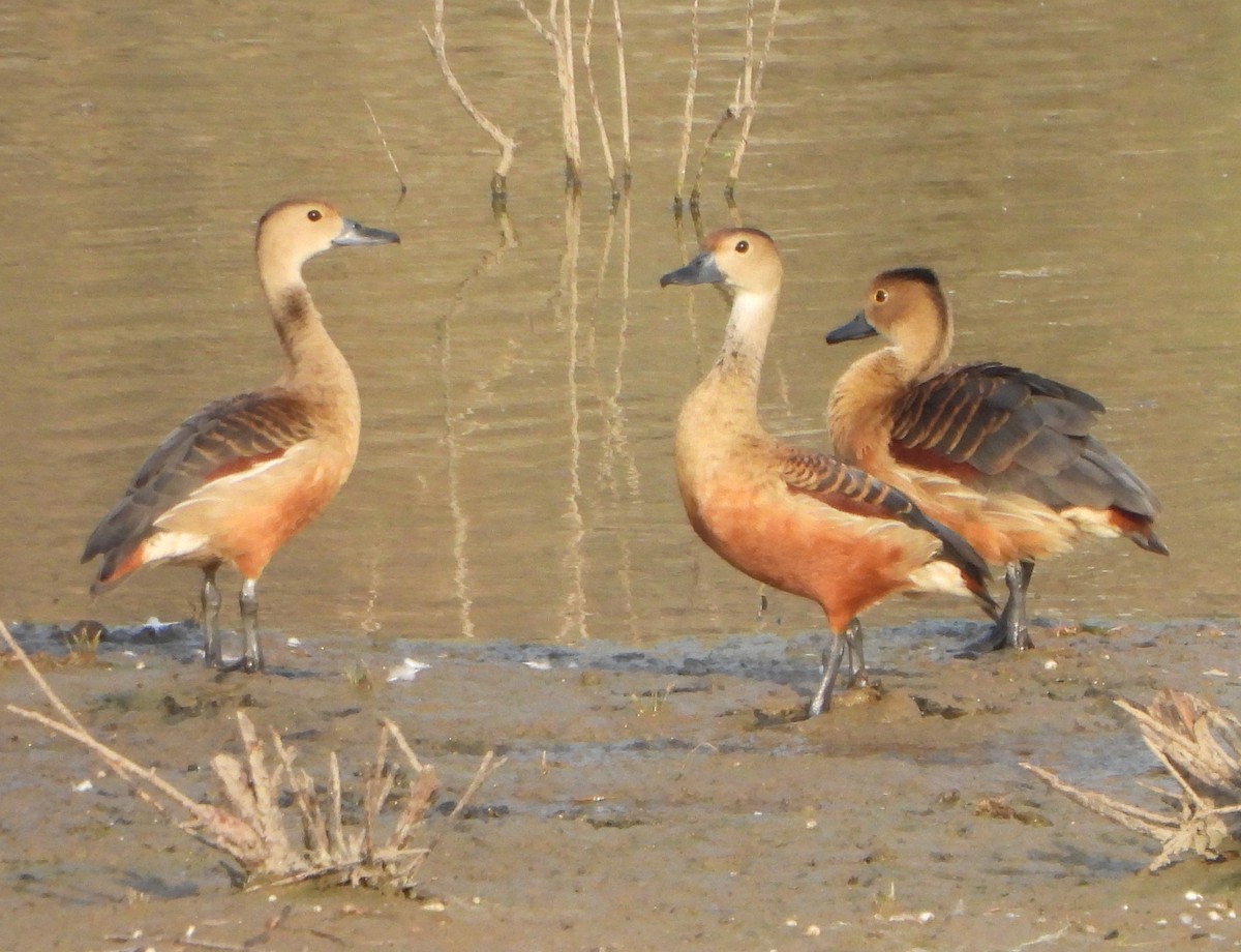 Lesser Whistling-Duck - Prof Chandan Singh Dalawat