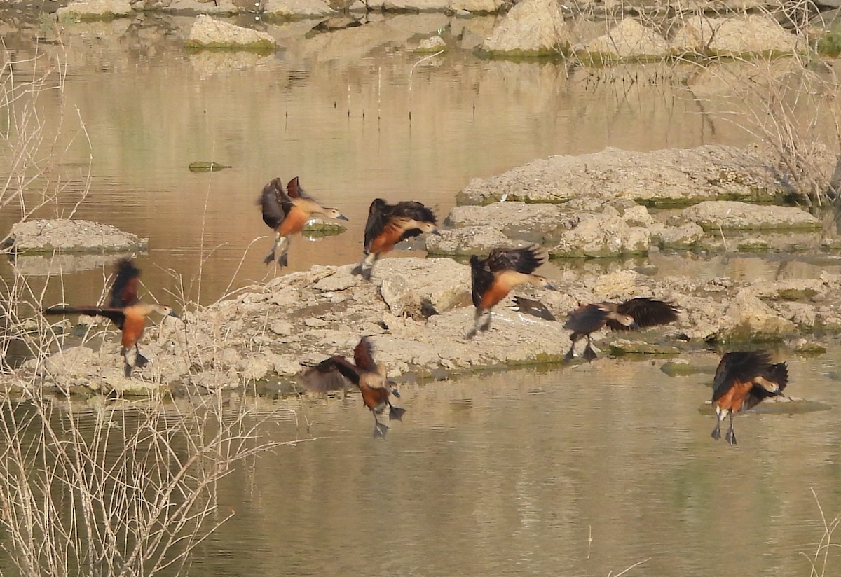 Lesser Whistling-Duck - Prof Chandan Singh Dalawat