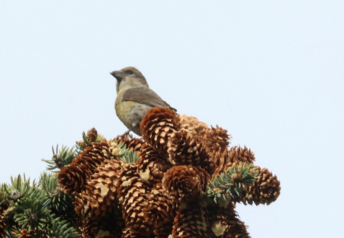 Red Crossbill - John Drummond