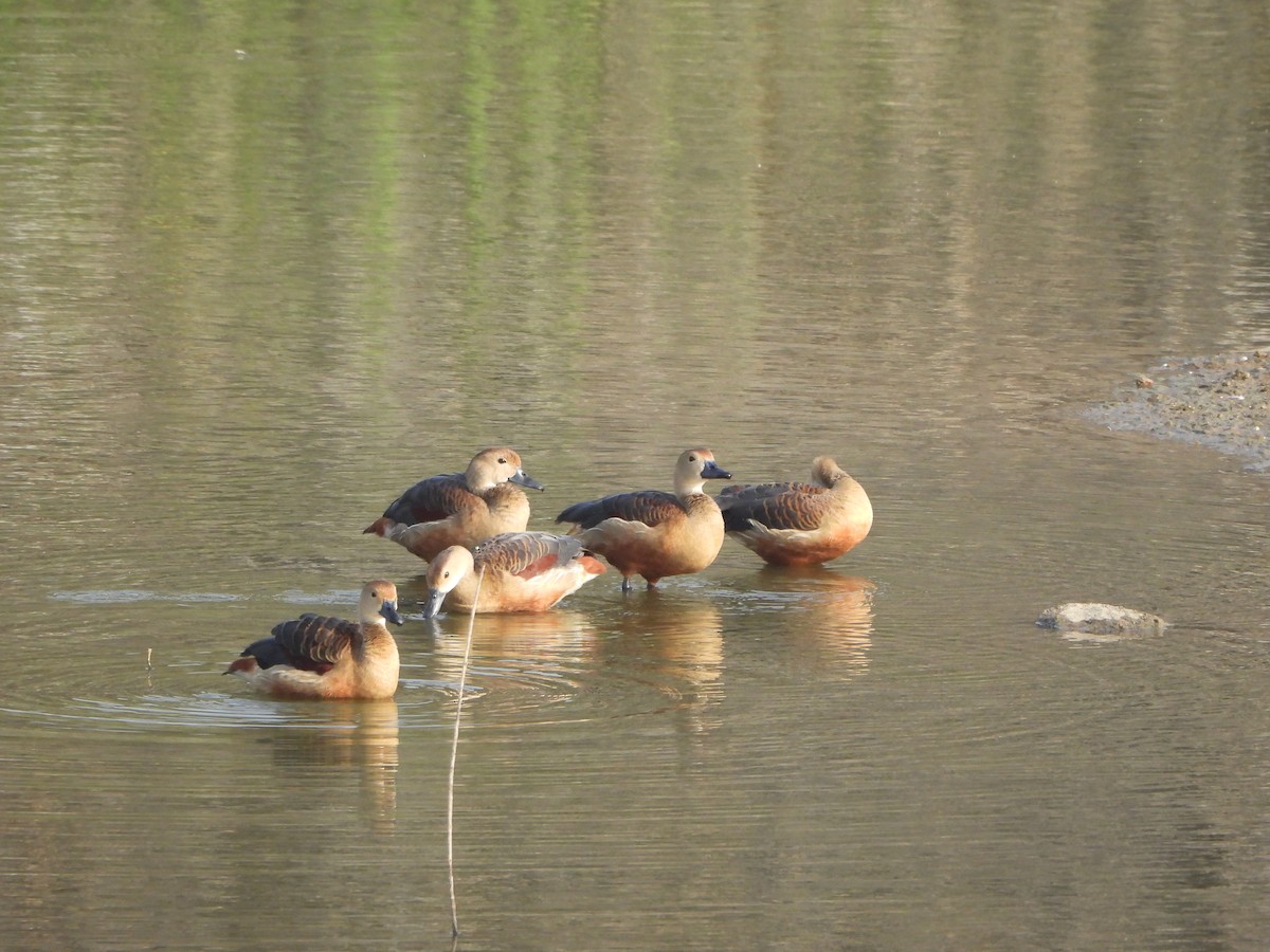 Dendrocygne siffleur - ML619473066