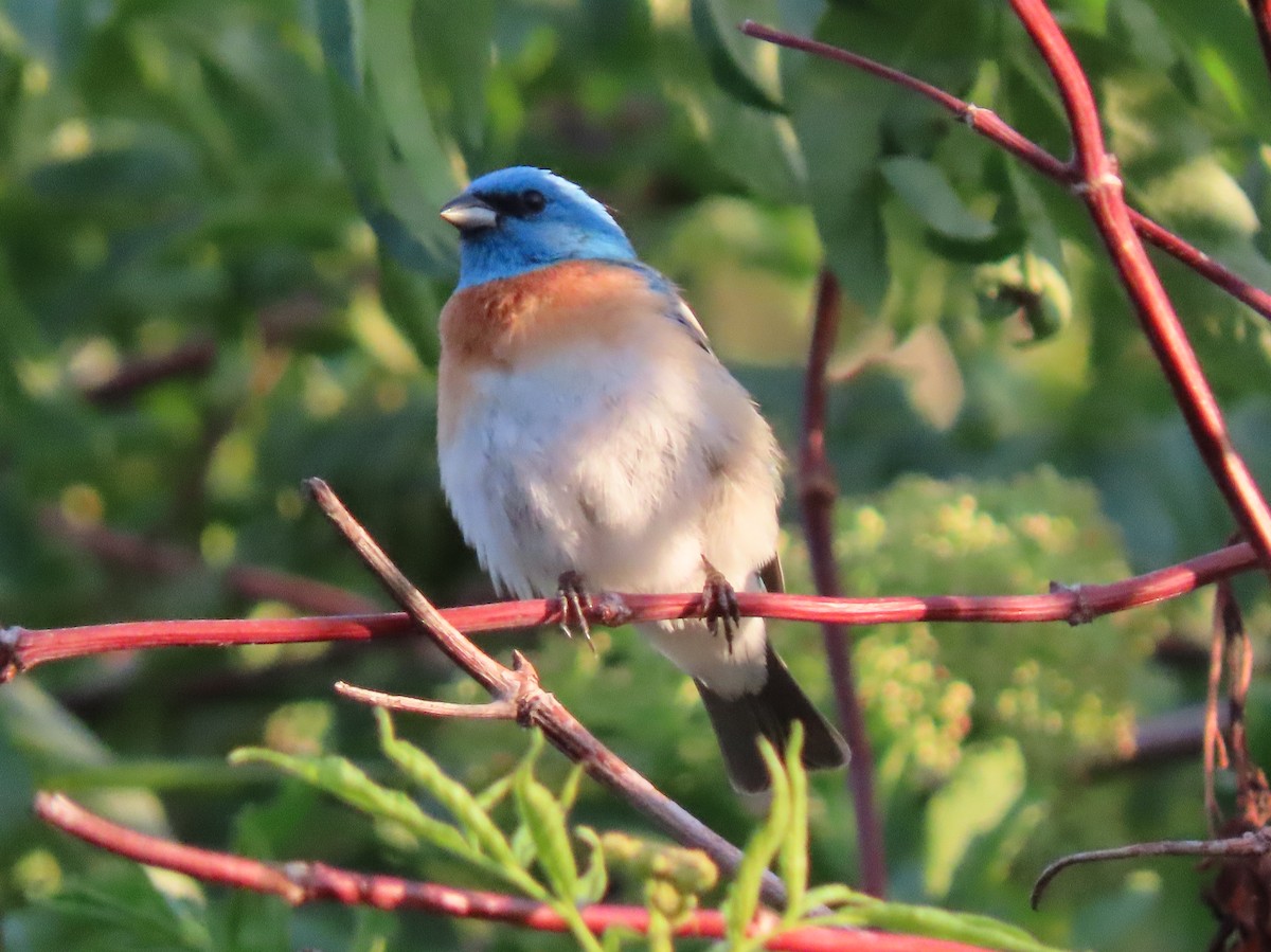 Lazuli Bunting - ML619473067