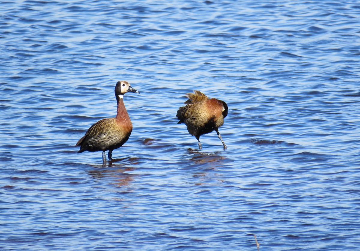 White-faced Whistling-Duck - Marisel Morales