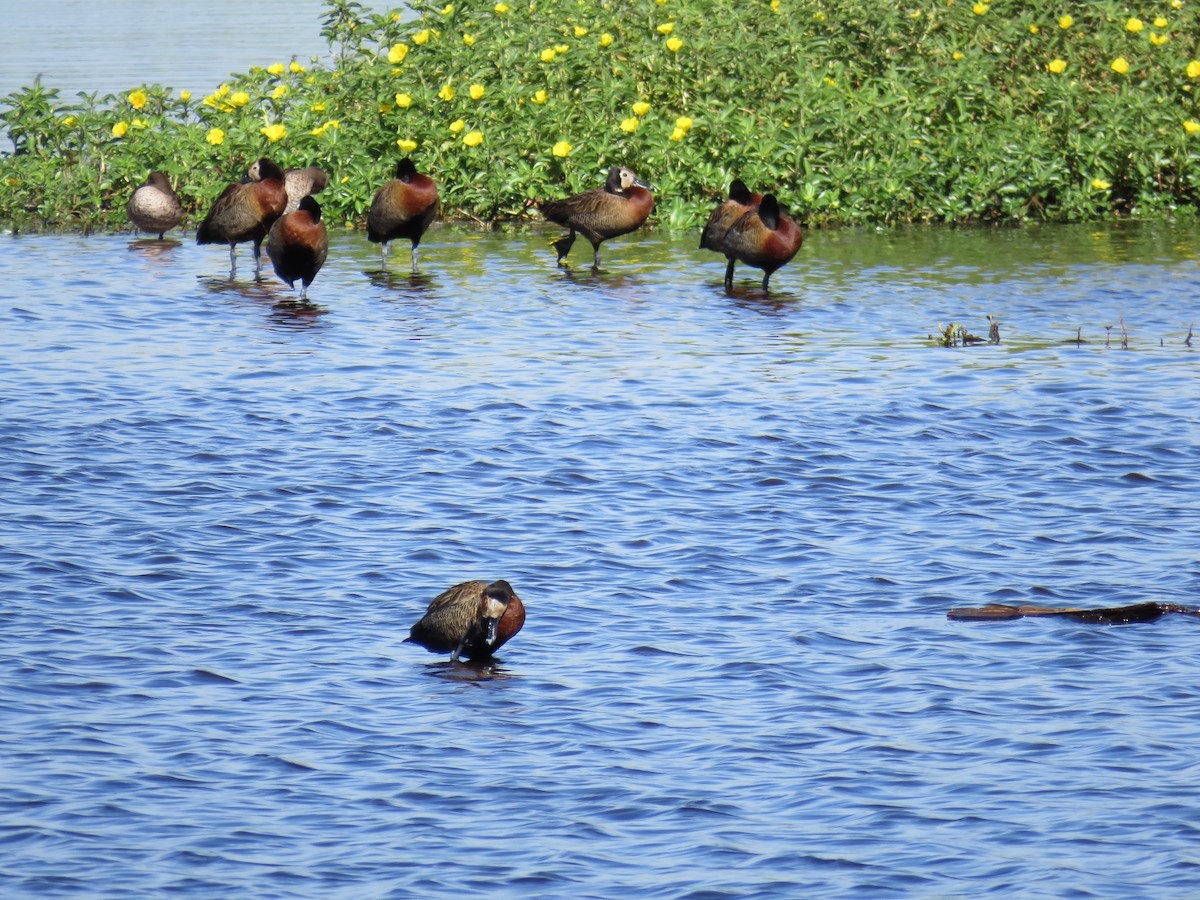 White-faced Whistling-Duck - Marisel Morales