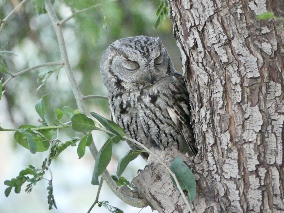 Western Screech-Owl - Dennis Wolter