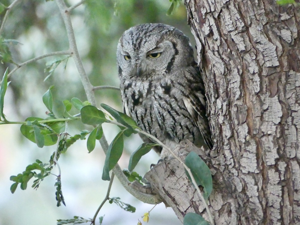 Western Screech-Owl - Dennis Wolter