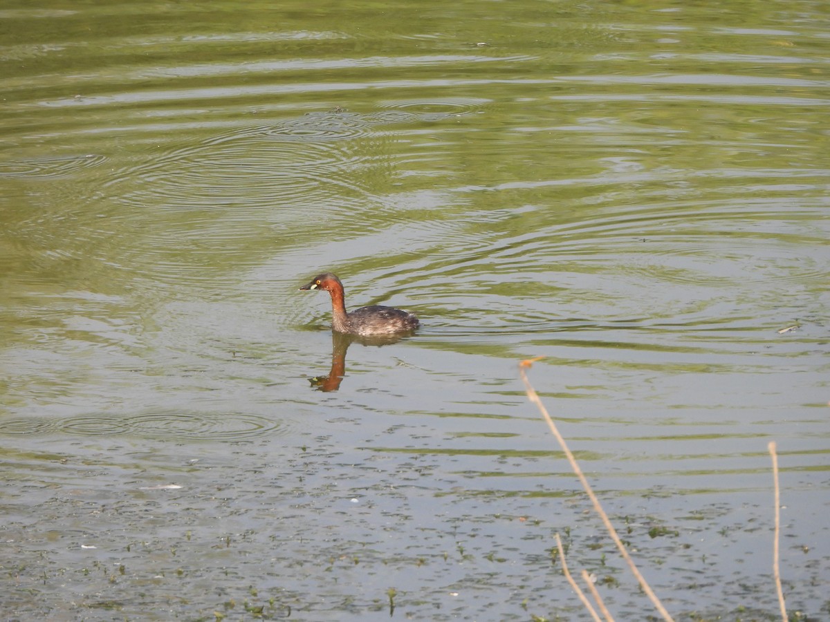 Little Grebe - ML619473076